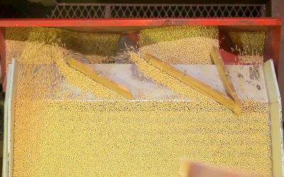 Semente de soja: os benefícios do produto legal