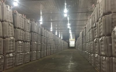 Armazenagem adequada é fundamental para a semente