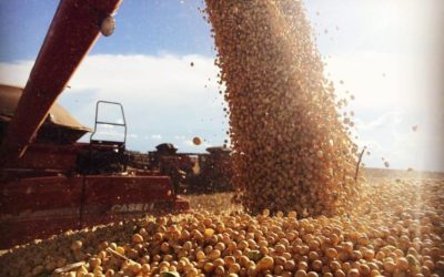 Colheitas iniciam com alta produtividade