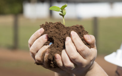 Sementes de soja devem receber cuidados especiais no pré-plantio; confira orientações