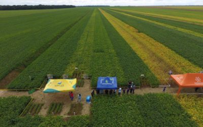 Agro-Sol apresenta cultivares em Dia de Campo em Sorriso