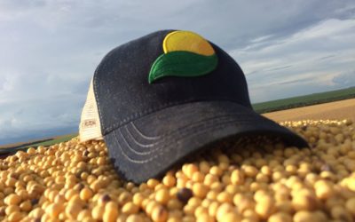 Colheita tem início com ótimos resultados e boas expectativas para semente