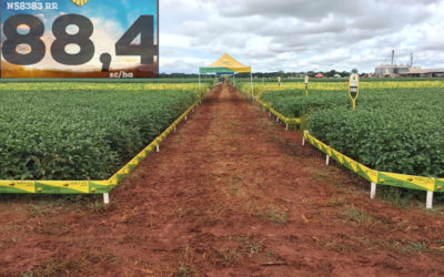 Agro-Sol tem cultivar campeã de produtividade em evento em Porto Alegre do Norte