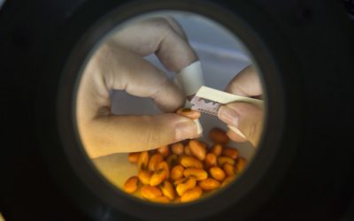 Controle de Qualidade: a cereja do bolo na produção de sementes