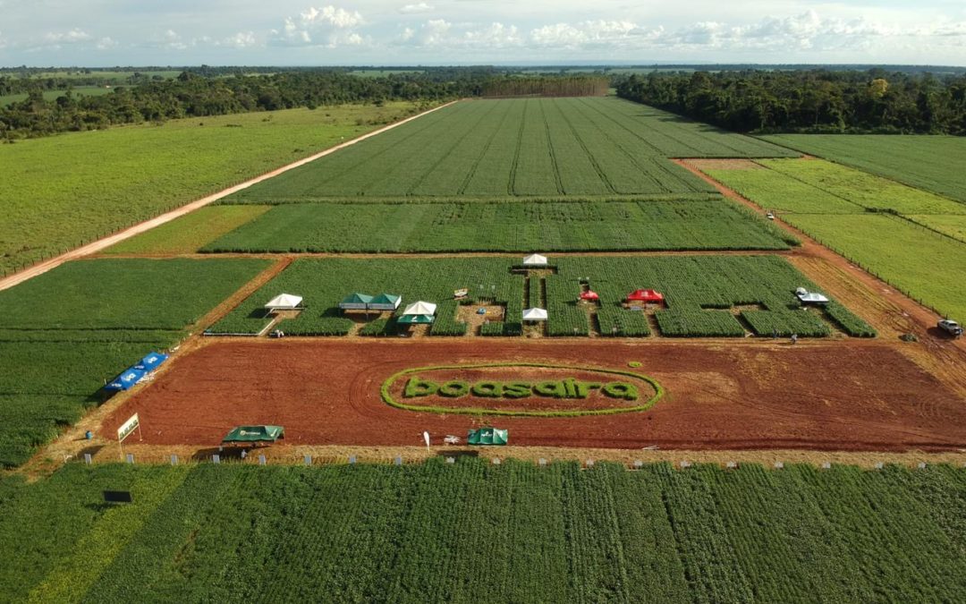 Agro-Sol apresenta cultivares em evento em Rondônia