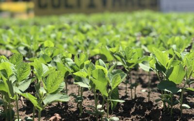 Os cuidados no pré-plantio que colaboram para uma boa germinação da semente de soja