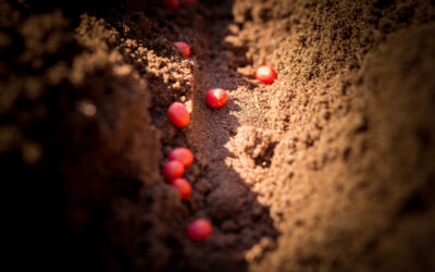 Como reduzir prejuízos invisíveis na sua lavoura de soja