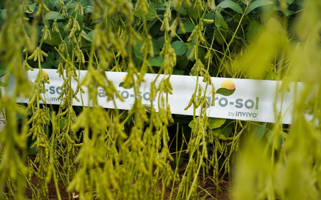 A falta de chuvas em Mato Grosso já tem preocupado muitos produtores de soja. Sem as precipitações necessárias não houve avanço significativo no plantio esta semana.