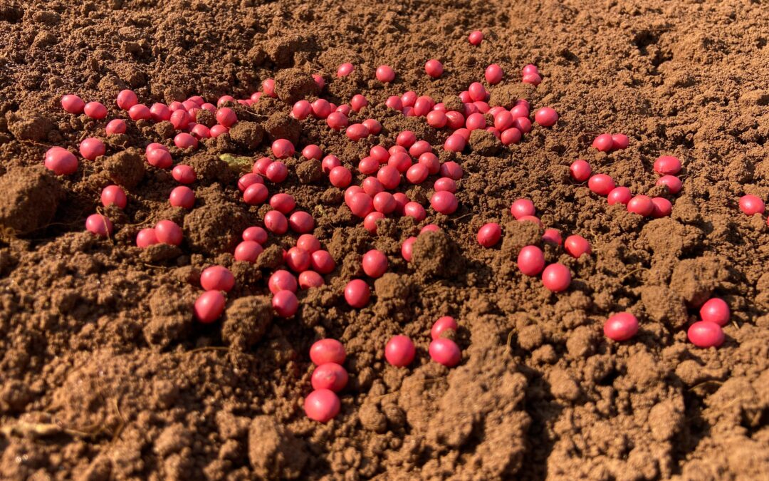 Agro-Sol impulsiona resultados no campo com sementes tratadas que contribuem para a proteção das cultivares